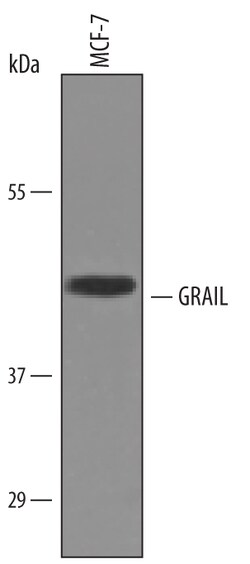 Human GRAIL/RNF128 Antibody, R D Systems 25&mu;g; Unlabeled:Antibodies,
