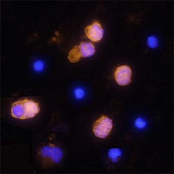 Human Granzyme A Antibody, R D Systems 100&mu;g; Unlabeled:Antibodies,