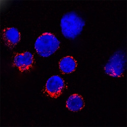 Mouse Granzyme B Antibody, R D Systems 25&mu;g; Unlabeled:Antibodies, Polyclonal