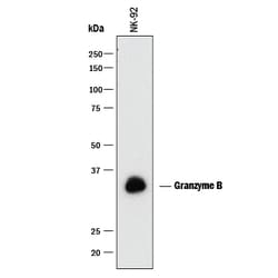 Human Granzyme B Antibody, R D Systems 100ug; Unlabeled:Antibodies, Monoclonal