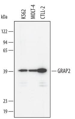 Human/Mouse GRAP2 Antibody, R D Systems 25&mu;g; Unlabeled:Antibodies,