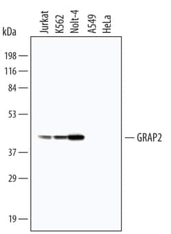 Human GRAP2 Antibody, R D Systems 100ug; Unlabeled:Antibodies, Monoclonal