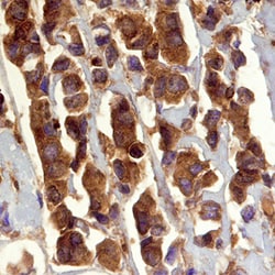 Human GRB2 (SH2 Domain) Antibody, R D Systems 100ug; Unlabeled:Antibodies,