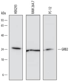 Human GRB2 (SH2 Domain) Antibody, R D Systems 100ug; Unlabeled:Antibodies,
