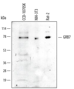 Human/Mouse/Rat GRB7 Antibody, R D Systems 25&mu;g; Unlabeled:Antibodies,