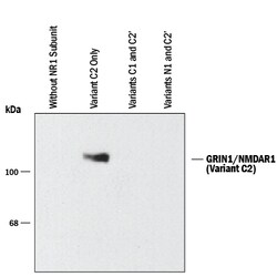 Mouse/Rat GRIN1/NMDAR1 C2 Splice Variant Antibody, R D Systems 25&mu;g;