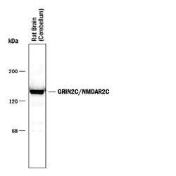 Human/Mouse/Rat GRIN2C/NMDAR2C Antibody, R D Systems 10&mu;g; Unlabeled:Antibodies,
