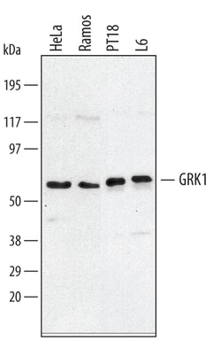 Human/Mouse/Rat GRK1 Antibody, R D Systems 100&mu;g; Unlabeled:Antibodies,