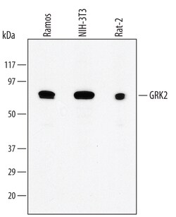 Human/Mouse/Rat GRK2 Antibody, R D Systems 100ug; Unlabeled:Antibodies,