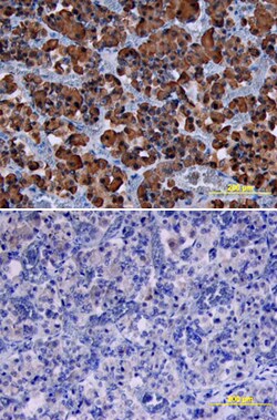 Human/Mouse/Rat Growth Hormone Antibody, R D Systems 100&mu;g; Unlabeled:Antibodies,