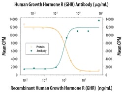 Human Growth Hormone R/GHR Antibody, R D Systems 100&mu;g; Unlabeled:Antibodies,