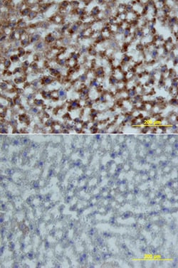 Mouse Growth Hormone R/GHR Antibody, R D Systems 25&mu;g; Unlabeled:Antibodies,