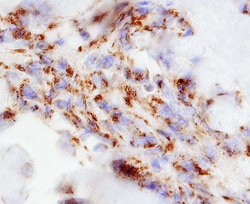 Human GRP75/HSPA9B Antibody, R D Systems 25&mu;g; Unlabeled:Antibodies,