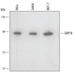 Human GRP78/HSPA5 Antibody, R D Systems 100ug; Unlabeled:Antibodies, Monoclonal