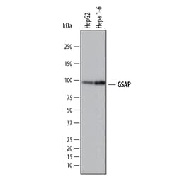 Human/Mouse GSAP Antibody, R D Systems 25&mu;g; Unlabeled:Antibodies, Polyclonal