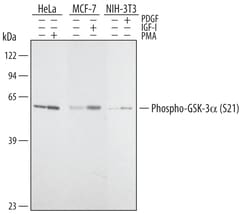 Human/Mouse/Rat Phospho-GSK-3 alpha (S21) Antibody, R D Systems 100&mu;g;