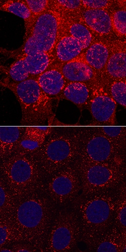 Human Phospho-GSK-3 beta (S9) Antibody, R D Systems:Antibodies:Primary