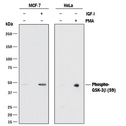 Human Phospho-GSK-3 beta (S9) Antibody, R D Systems:Antibodies:Primary