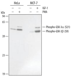 Human/Mouse/Rat Phospho-GSK-3 alpha/beta (S21/S9) Antibody, R D Systems