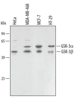 Human/Mouse/Rat GSK-3 alpha/beta Antibody, R&D Systems&trade;