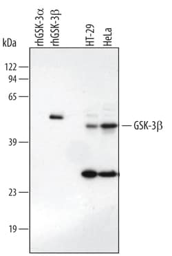 Human/Mouse/Rat GSK-3 beta Antibody, R D Systems 25&mu;g; Unlabeled:Antibodies,