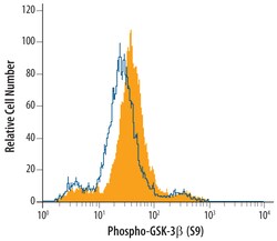 Human Phospho-GSK-3 beta (S9) Antibody, R D Systems 25&mu;g; Unlabeled:Antibodies,