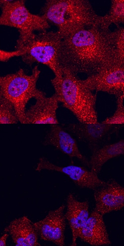 Human Phospho-GSK-3 beta (S9) Antibody, R D Systems 25&mu;g; Unlabeled:Antibodies,