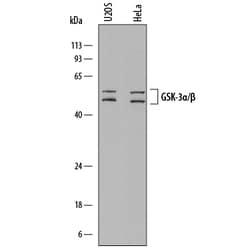 Human/Mouse GSK-3 alpha/beta Antibody, R D Systems 25&mu;g; Unlabeled:Antibodies,