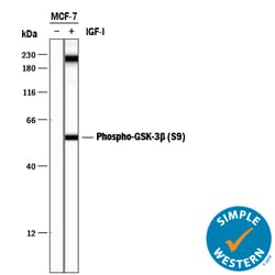 Human Phospho-GSK-3 beta (S9) Antibody, R D Systems:Antibodies:Primary