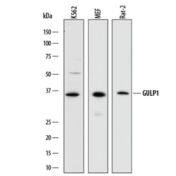 Human/Mouse/Rat GULP1/CED-6 Antibody, R D Systems 25&mu;g; Unlabeled:Antibodies,