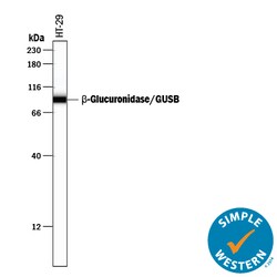 Human beta-Glucuronidase/GUSB Antibody, R D Systems 100&mu;g; Unlabeled:Antibodies,
