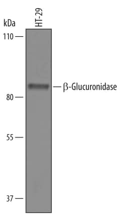 Human beta-Glucuronidase/GUSB Antibody, R D Systems 100&mu;g; Unlabeled:Antibodies,