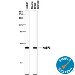 Human/Mouse/Rat HABP1/C1QBP Antibody, R D Systems 100&mu;g; Unlabeled:Antibodies,