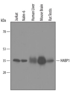 Human/Mouse/Rat HABP1/C1QBP Antibody, R D Systems 100&mu;g; Unlabeled:Antibodies,