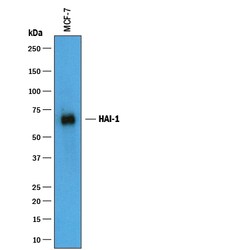 Human HAI-1 Antibody, R D Systems 100&mu;g; Unlabeled:Antibodies, Polyclonal