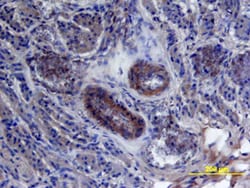 Human HB-EGF Antibody, R D Systems 25&mu;g; Unlabeled:Antibodies, Polyclonal