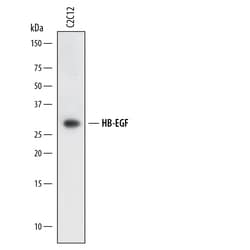 Mouse HB-EGF Antibody, R D Systems 100ug; Unlabeled:Antibodies, Polyclonal