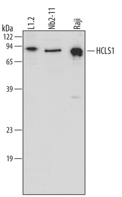 Human/Mouse/Rat HCLS1 Antibody, R D Systems 25&mu;g; Unlabeled:Antibodies,