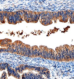 Human HE4/WFDC2 Antibody, R D Systems 25&mu;g; Unlabeled:Antibodies, Monoclonal
