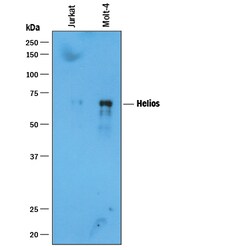 Human Helios Antibody, R D Systems 25&mu;g; Unlabeled:Antibodies, Polyclonal