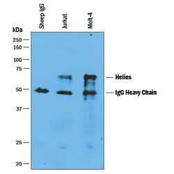 Human Helios Antibody, R D Systems 25&mu;g; Unlabeled:Antibodies, Polyclonal