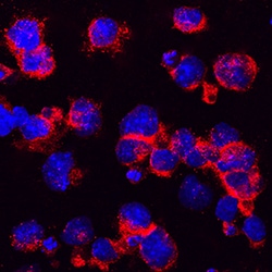 HA Tag Antibody, R D Systems 50 ug; Unconjugated:Antibodies, Monoclonal