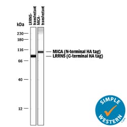 HA Tag Antibody, R D Systems 50 ug; Unconjugated:Antibodies, Monoclonal
