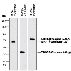 HA Tag Antibody, R D Systems 50 ug; Unconjugated:Antibodies, Monoclonal
