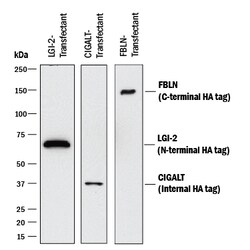 HA Tag Antibody, R D Systems:Antibodies:Primary Antibodies