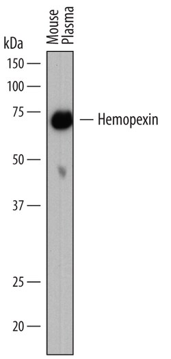 Mouse Hemopexin Antibody, R D Systems 100ug; Unlabeled:Antibodies, Monoclonal