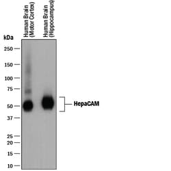 Human HepaCAM Antibody, R D Systems 25&mu;g; Unlabeled:Antibodies, Monoclonal