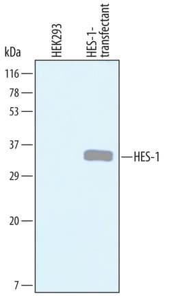 Human HES-1 Antibody, R D Systems 25&mu;g; Unlabeled:Antibodies, Polyclonal