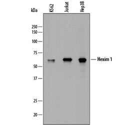 Human Hexim 1 Antibody, R D Systems 25&mu;g; Unlabeled:Antibodies, Polyclonal