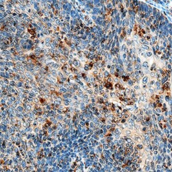 Human Hexokinase 1/2 Antibody, R D Systems 25&mu;g; Unlabeled:Antibodies,